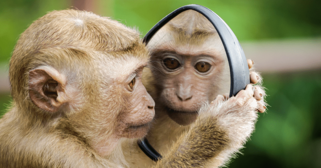 monkey in a mirror